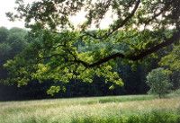 thueringer wald Foto: TMLFUN